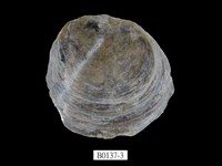 藏品(等角窗蛤(雲母蛤))的圖片